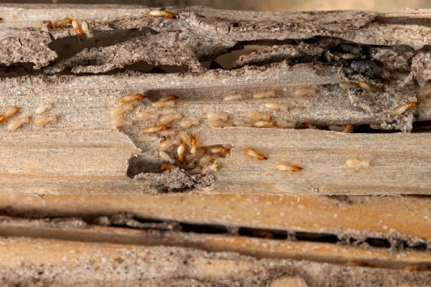 Best Best Pest Control Companies  in Bartow, FL